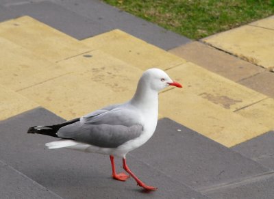 City seagull
