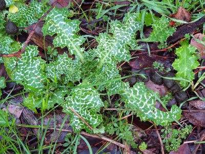 Young Scotch Thistle