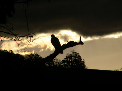 Magpie silhouette - late afternoon