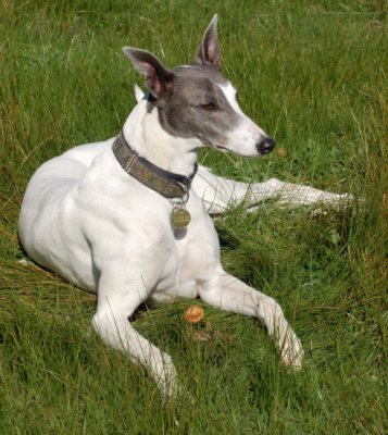 Hilary, a very relaxed Grey lady.