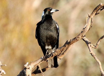Magpie - late afternoon.