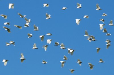 Sulphur Crested Cockatoos