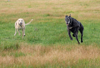 Look out!  Stand still, as here we come!  Honey & Nero on a fun run for two.
