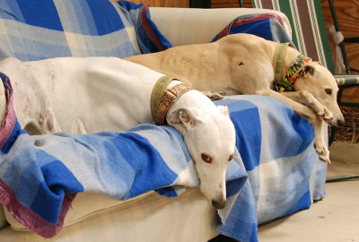 Piper & Honey showing how to relax on a couch.