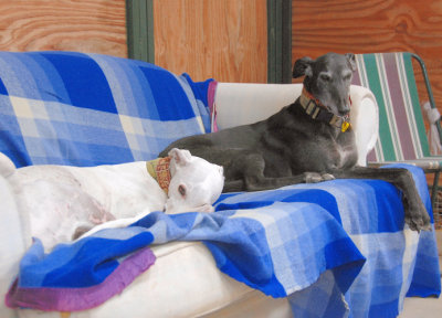 Best Show mates, Piper and Nero.
