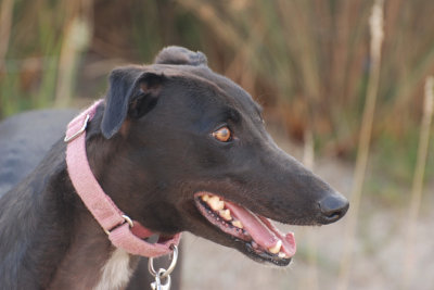 New foster Greyhound, Cindy