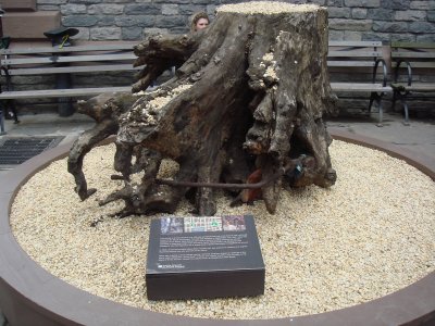 Stump of Tree that Protected the Church on 9/11
