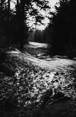 Dark forest path