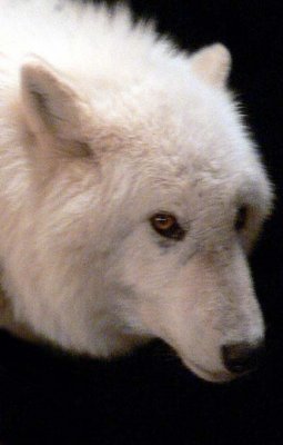 Arctic Wolf