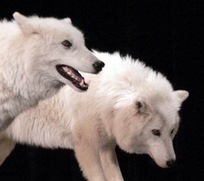 Arctic Wolves