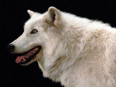 Arctic Wolf