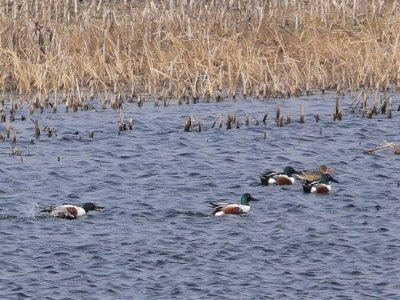 Northern Shoveler