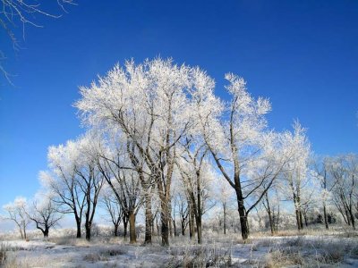 Frosted morning