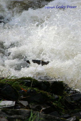 06 Salmon Leap005.JPG