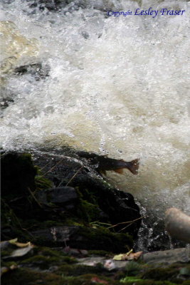 06 Salmon Leap010.JPG