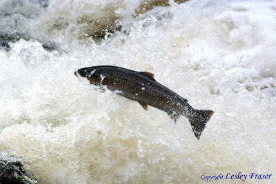 06 Salmon Leap011.JPG