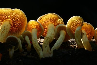 Fungi light/ Sulphur Tuft/ Hypholoma fasciculare