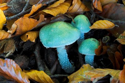 Verdigris Agaric, Stropharia aeruginosa