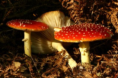 Fly Agaric, Amanita muscaria