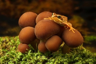 Croakstool