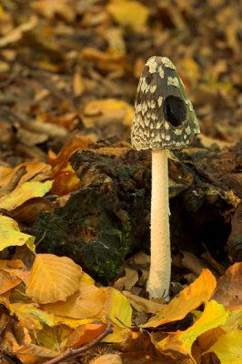Magpie Fungus, Coprinus picaceus