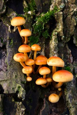 Brick Caps, Hypholoma sublateritium