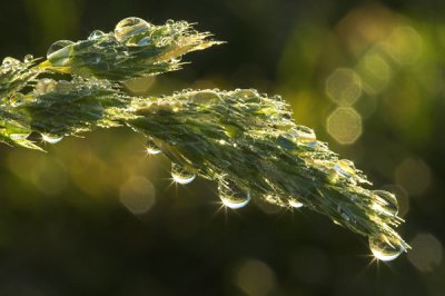 Dew Drops