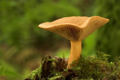 Lactarius