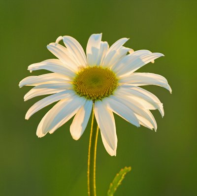 Ox-Eye Daisy Chrysanthemum leucanthemum