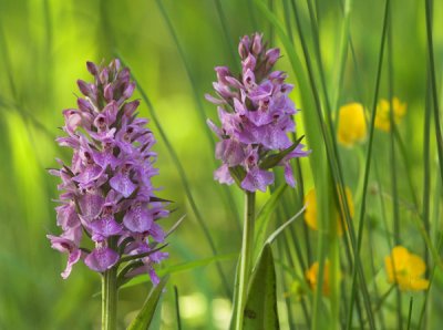 Orchids