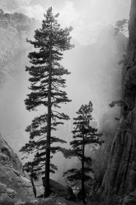 Mountain trees in the cloud