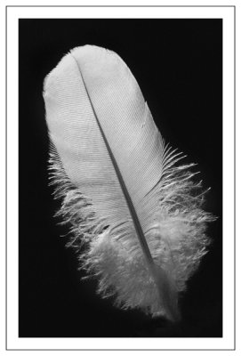 Light Feather