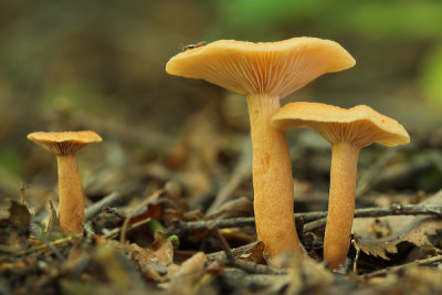 g6/54/718254/3/82780249.pXmtbgux.jpg