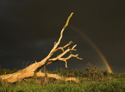 The Storm Tree