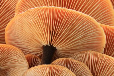 Velvet Shank, Flammulina velutipes