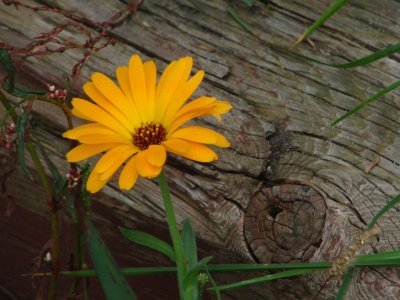 Yellow Flower by a log