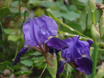 Purple Iris blooming in November