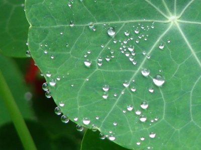 Water Droplets on Nasturtium Leaf