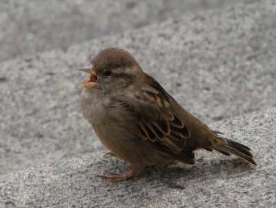 Sparrow