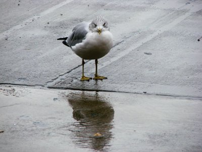 Gull and its Reflection
