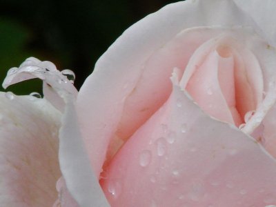 Droplets on Rose