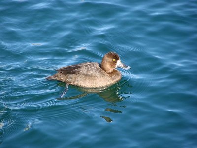 Greater Scaup-Female