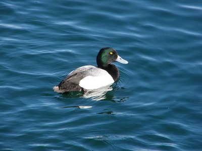 Greater Scaup-Male