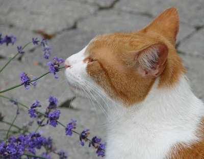 Cat enjoys Flower Sniffing