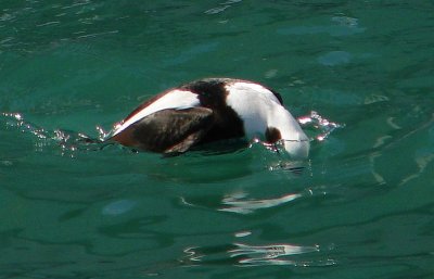 What Long Tailed Ducks do best - part 1