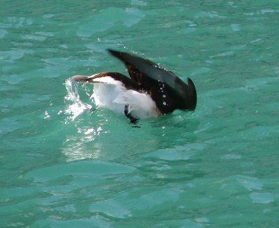 What Long Tailed Ducks do best - part 2
