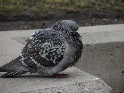 Pigeon trying to keep warm