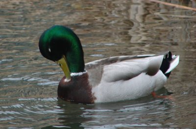 Preening for Mrs Mallard