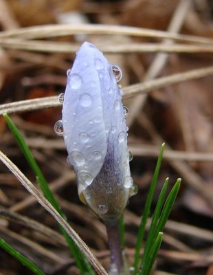 Blue Crocus in the Rain