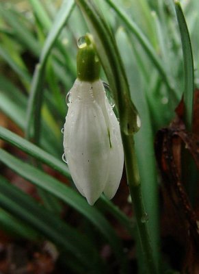 Snowdrop in the Rain